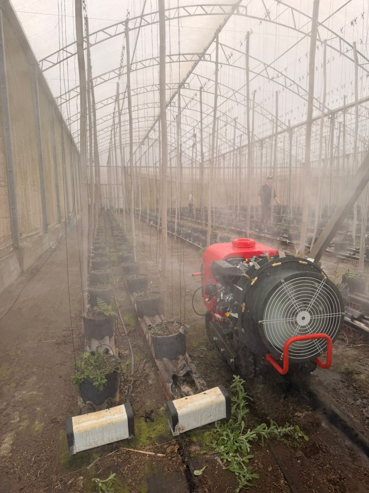 Pulverizador Rigofer trabalhando entre as linhas de cultivo dentro de uma estufa